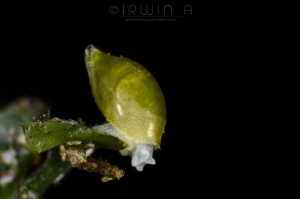 H E A D - D O W N
Volvatella viridis Hamatani
Anilao, P... by Irwin Ang 